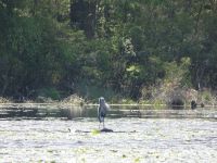 Great blue heron in main pond, 3 (May 2020)
