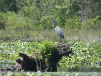 Great blue heron on stump in main pond, 1, before flight (Jun 2020)