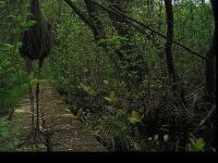 Great blue heron on boardwalk, via trail camera (May 2016)