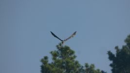 Great blue heron departing pine tree, Unexpected Wildlife Refuge photo