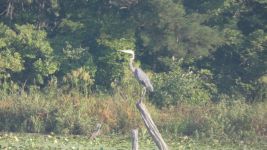 Great blue heron on stump in main pond (Aug 2019)