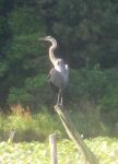 Great blue heron sunning with wings spread out on stump in main pond (Jul 2017)
