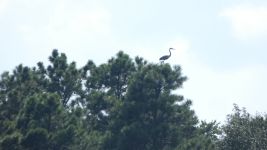 Great blue heron in pine tree at main pond (Jul 2019)