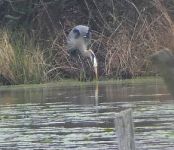 Great blue heron hunting in main pond (Apr 2017)