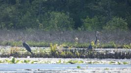 Great blue herons in main pond, Unexpected Wildlife Refuge photo