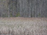 Great blue herons flight, landing and landed sequence at edge of Miller Pond, 1 (Apr 2020)