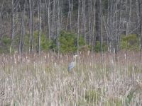 Great blue herons flight, landing and landed sequence at edge of Miller Pond, 7 (Apr 2020)