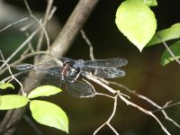 Great blue skimmer dragonflies mating