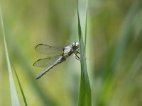Great blue skimmer dragonfly male at Miller Pond (Jun 2020)