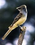 Great crested flycatcher, photo by Ray Davis (1989)