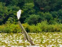 Great egret on stump in main pond (Jul 2016)