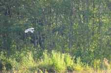 Great egret in flight (Sep 2017)