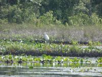 Great egret grooming in main pond (Jun 2020)