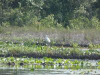 Great egret grooming in main pond (Jun 2020)