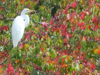 Great egret with leaves showing fall colors in background (Oct 2017)