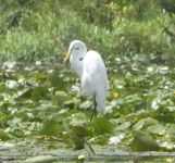 Great egret amongst lilies in main pond (Jul 2017)