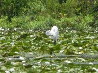 Great egret amongst lilies in main pond (Jul 2017)