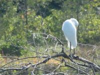 Great egret on branches in main pond, preening (Sep 2017)