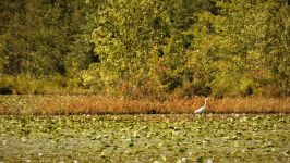 Great egret walking in main pond (Sep 2018)