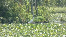Great egret in main pond (Jun 2019)