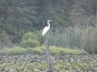 Great egret on stump in main pond (Jul 2020)
