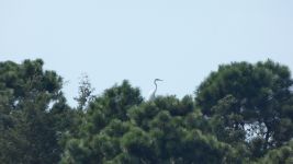 Great egret in pine tree at main pond (Jul 2019)