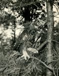 Great horned owl juvenile, photo by Hope Sawyer Buyukmihci (1967)