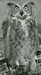 Great horned owl on ground, photo by Al Francesconi (1967)