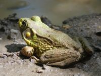 Green frog in vernal pool off Miller Pond, Unexpected Wildlife Refuge photo