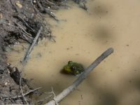 Green frog 2 in a vernal pond off Miller Pond near Station 3 (Jun 2020)