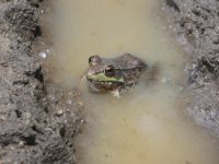 Green frog 2 in a vernal pond off Miller Pond near Station 3 (Jun 2020)