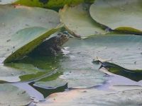 Green frog hiding under lily pad in main pond (Sep 2017)