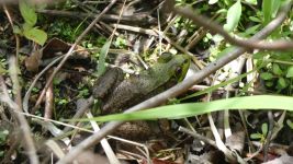 Green frog on main pond dike (May 2019)