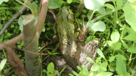 Green frog on main pond dike (May 2019)
