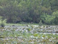 Green heron, subadult, edge of main pond (Jul 2020)