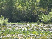 Green heron, subadult, edge of main pond (Jul 2020)