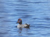 Green-winged teal male in main pond, 1 (Mar 2018)