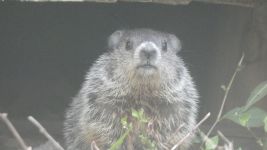 Groundhog at cabin (Jun 2019)