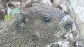 Groundhog, Unexpected Wildlife Refuge photo