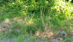 Groundhog babies near headquarters site, Unexpected Wildlife Refuge photo