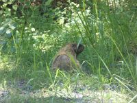 Groundhog female near Headquarters (Jul 2020)