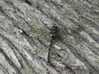 Harlequin darner dragonfly, female, along Cedar Bridge Trail (May 2020)