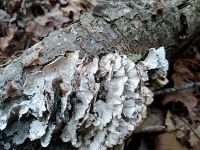 Hen of the woods on log (May 2019)