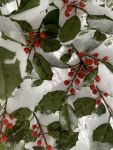 Holly berries in snow, Unexpected Wildlife Refuge photo