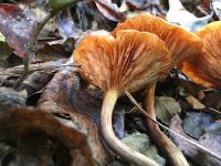 Honey fungus, Unexpected Wildlife Refuge photo