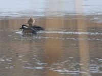 Hooded merganser couple on main pond, Unexpected Wildlife Refuge photo