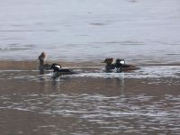 Hooded merganser couples on main pond, Unexpected Wildlife Refuge photo