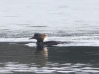 Hooded merganser preparing to dive in main pond, Unexpected Wildlife Refuge photo