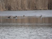 Hooded mergansers taking flight from main pond, 1 (Jan 2018)
