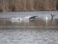 Hooded mergansers taking flight from main pond, 2 (Jan 2018)